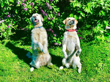 превью публикации Незрячих людей пригласили поучаствовать в конкурсе танцев с собаками-проводниками